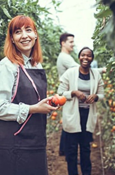 Collaborateur récoltant des tomates sur une production