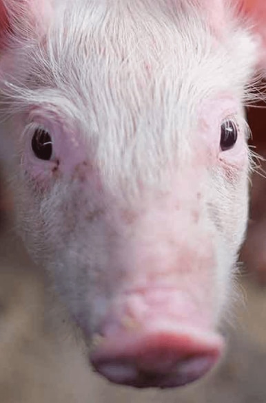 cochon